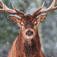 馴鹿 reindeer