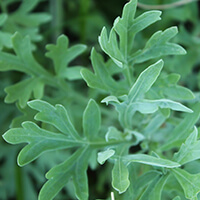 艾草 mugwort