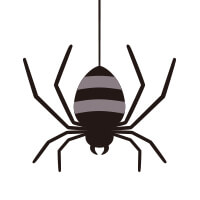 蜘蛛 spider