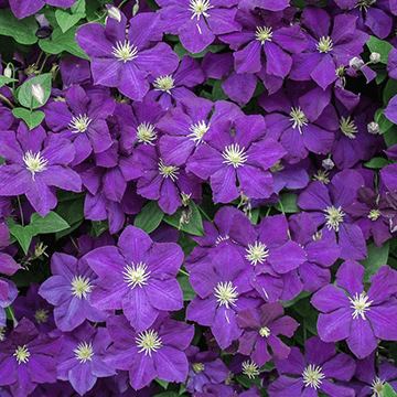 Morado 紫色