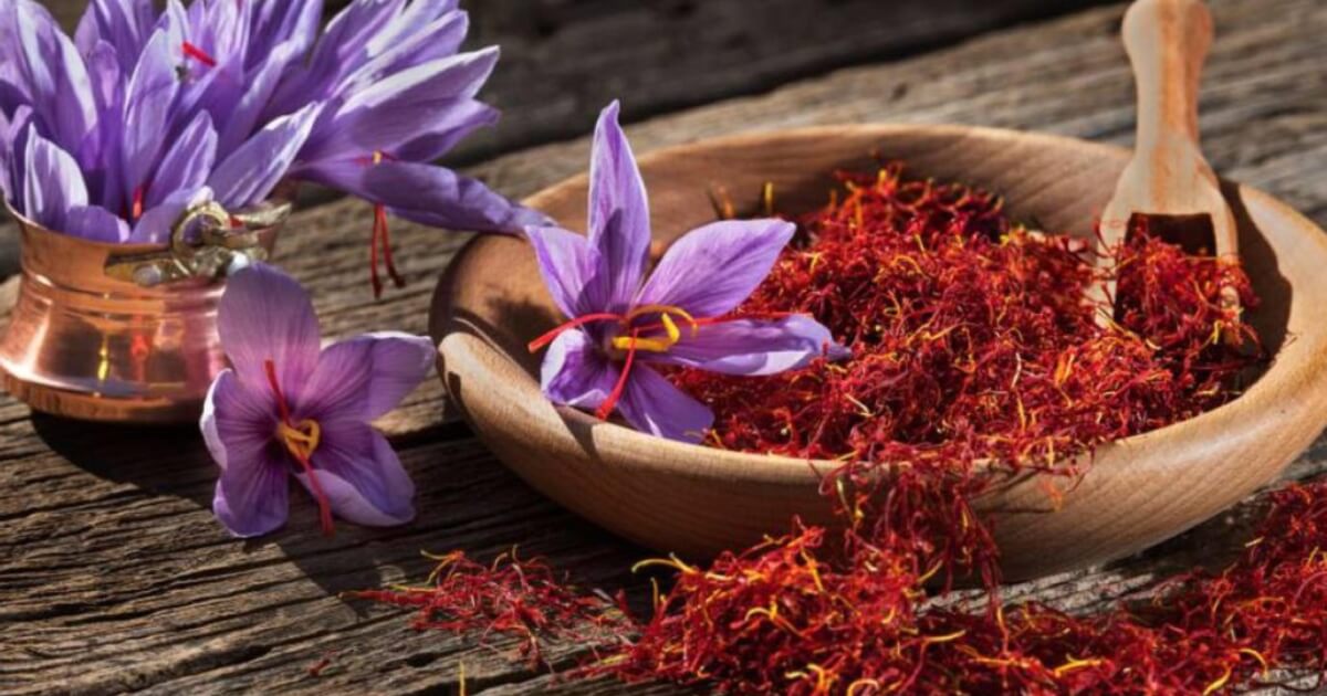 西班牙的番紅花azafran En Espana