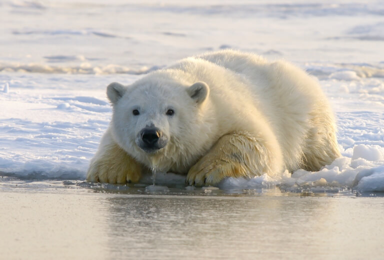 動物園-北極熊