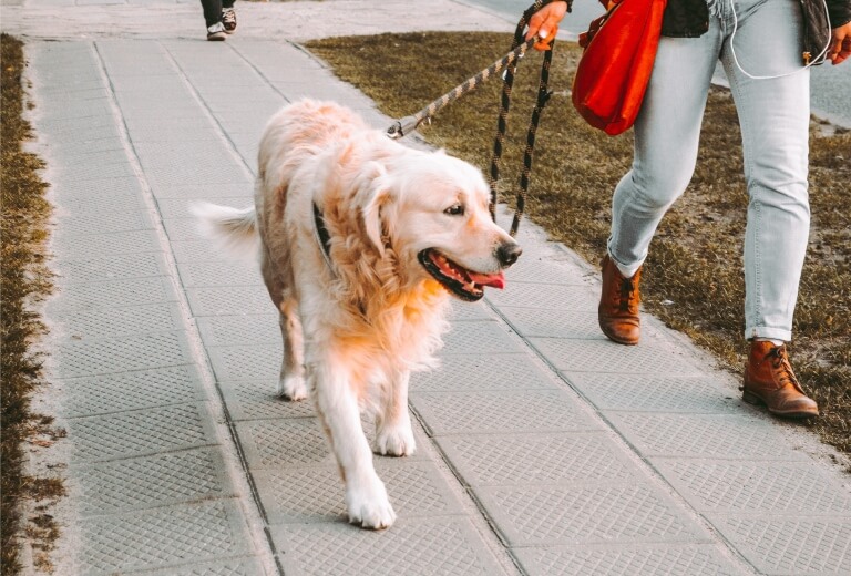 帶狗散步的正確韓語用法