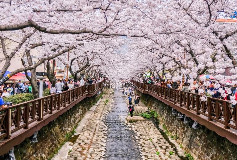 一趟就能看遍各地櫻花的賞櫻導覽