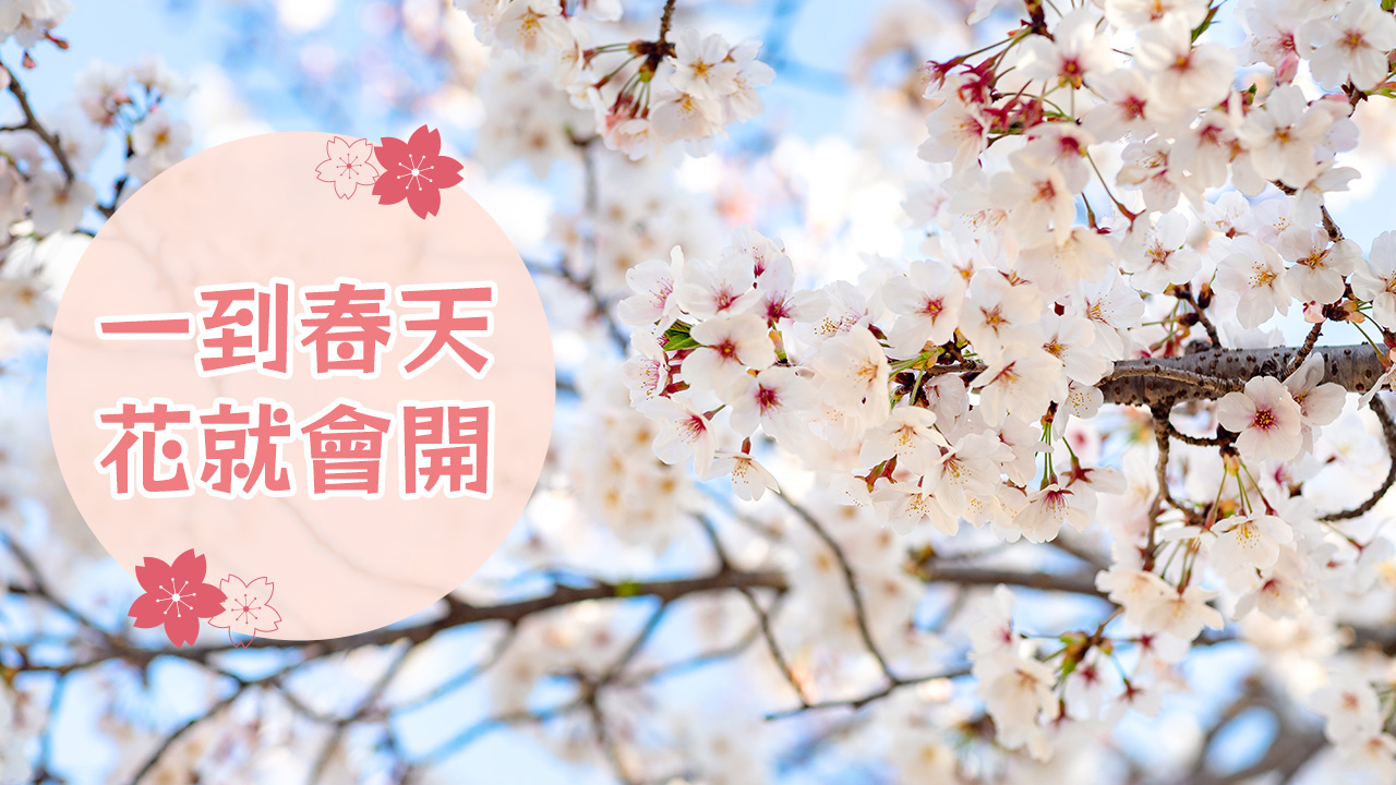 今天學這句日語：一到春天花就會開
